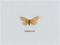 藏品(紅斑美苔蛾)的圖片